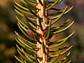 Picea torano IMG_4625 Świerk szydlasty